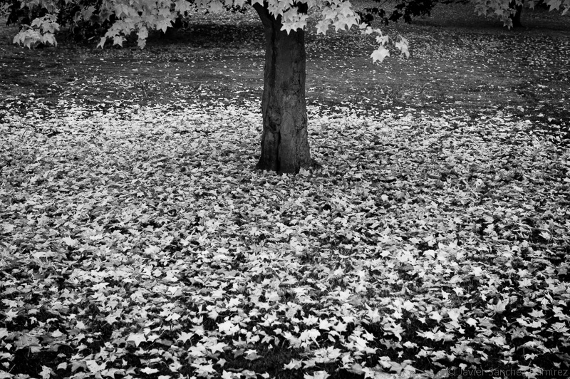 Roundhay Park in autumn